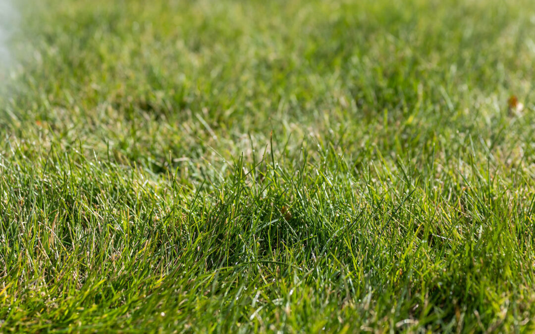 What To Do With Sprinklers For Winter