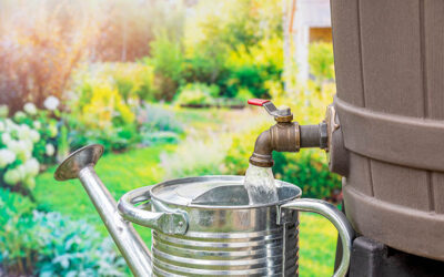 Denver Watering Regulations: What Homeowners Need to Know