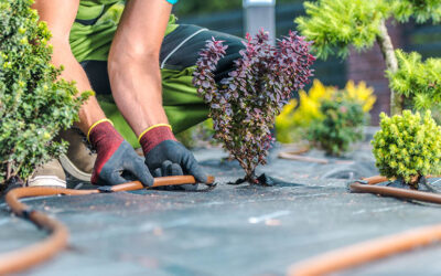 Drip vs. Spray: Which Irrigation Method Works Best for Colorado Gardens?